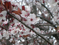 blossoms