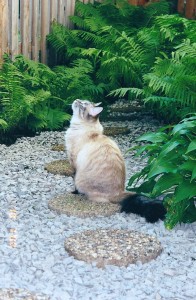 Another way to bring water into a space is to use a dry bed.  As you can see it has attracted one of our cats!  